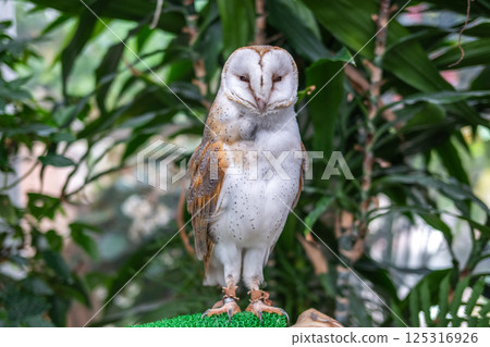 倉owl 125316926