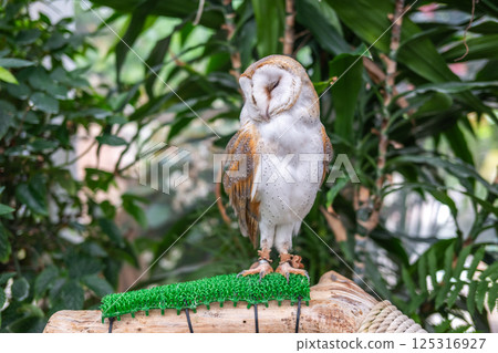 倉owl 125316927