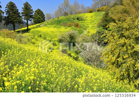 【愛媛郡】犬寄嶺的黃色丘陵與盛開的油菜花 125316934