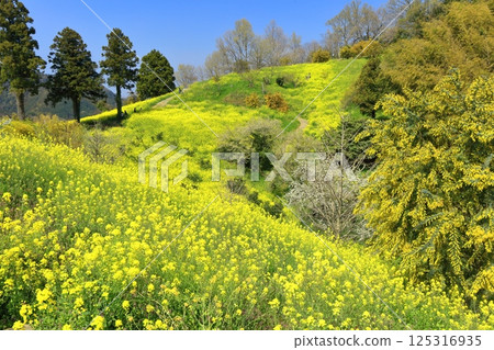[Ehime Prefecture] The yellow hills of Inuyose Pass with rape blossoms in full bloom 125316935