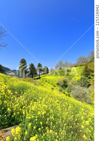 【愛媛郡】犬寄嶺的黃色丘陵與盛開的油菜花 125316942