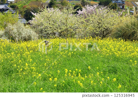 【愛媛郡】犬寄嶺的黃色丘陵與盛開的油菜花 【愛媛郡】犬寄嶺的黃色丘陵與盛開的油菜花 125316945