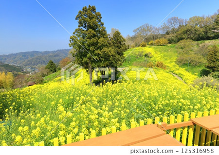 [Ehime Prefecture] The yellow hills of Inuyose Pass with rape blossoms in full bloom 125316958