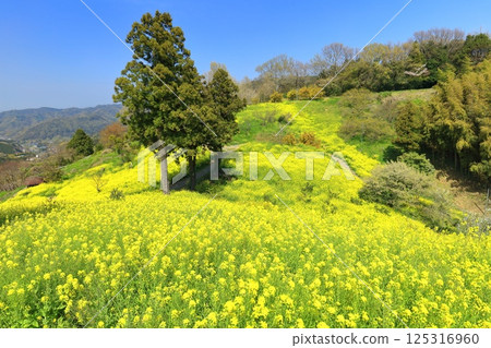 [Ehime Prefecture] The yellow hills of Inuyose Pass with rape blossoms in full bloom 125316960