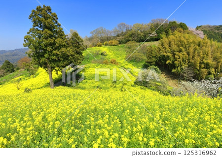 【愛媛郡】犬寄嶺的黃色丘陵與盛開的油菜花 【愛媛郡】犬寄嶺的黃色丘陵與盛開的油菜花 125316962