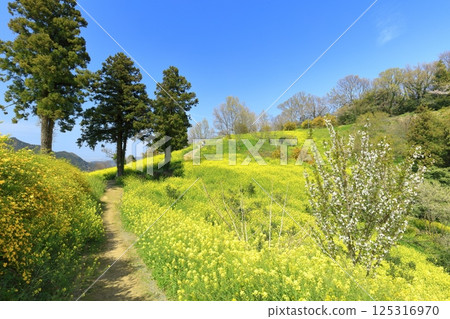 [Ehime Prefecture] The yellow hills of Inuyose Pass with rape blossoms in full bloom 125316970
