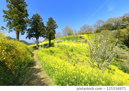 [Ehime Prefecture] The yellow hills of Inuyose Pass with rape blossoms in full bloom 125316971