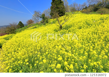【愛媛郡】犬寄嶺的黃色丘陵與盛開的油菜花 125316972