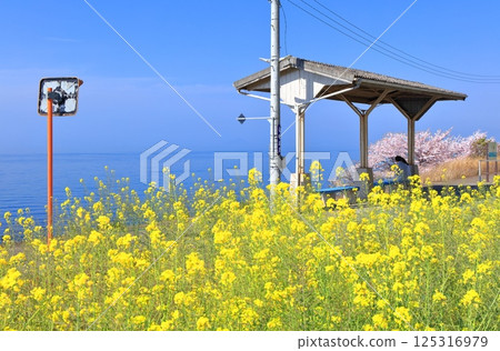 [Ehime Prefecture] Cherry blossoms and rape blossoms in full bloom at Shimonada Station (the station closest to the sea in Japan) 125316979