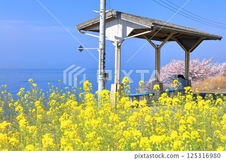 【愛媛縣】下灘站（日本最靠近海邊的車站）櫻花與油菜花盛開 125316980