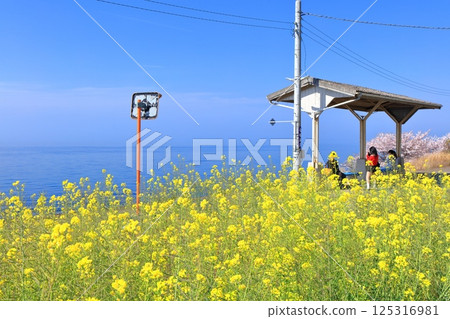 【愛媛縣】下灘站(日本最靠近海邊的車站)櫻花與油菜花盛開 【愛媛縣】下灘站(日本最靠近海邊的車站)櫻花與油菜花盛開 125316981