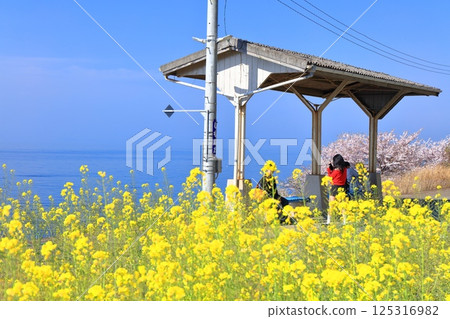 [Ehime Prefecture] Cherry blossoms and rape blossoms in full bloom at Shimonada Station (the station closest to the sea in Japan) 125316982