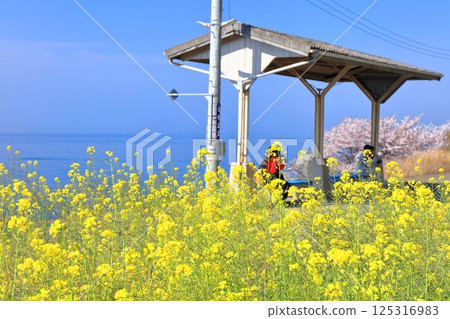 【愛媛縣】下灘站（日本最靠近海邊的車站）櫻花與油菜花盛開 125316983
