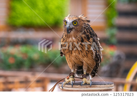 Forest Sage Owl 125317023
