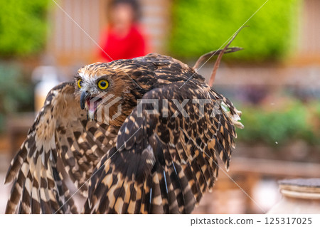 森林鼠尾草貓頭鷹 125317025