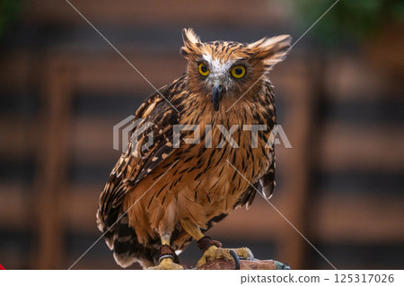 森林鼠尾草貓頭鷹 125317026