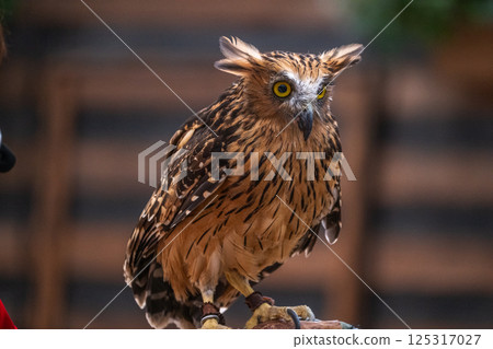 Forest Sage Owl Forest Sage Owl 125317027