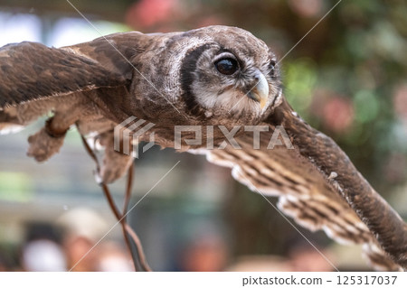Forest Sage Owl 125317037
