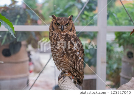 Forest Sage Owl Forest Sage Owl 125317040