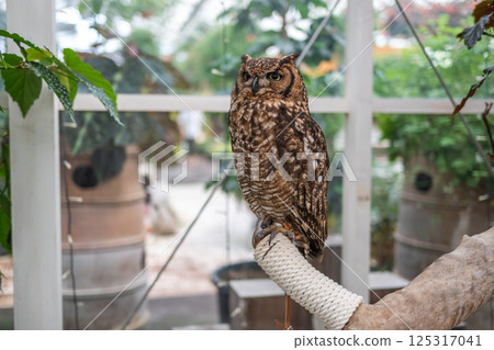 Forest Sage Owl 125317041