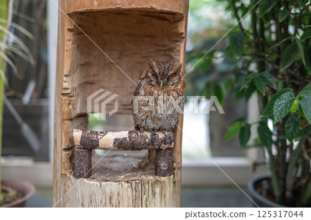 Forest Sage Owl Forest Sage Owl 125317044