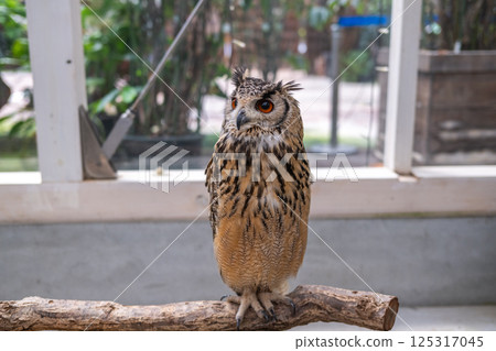 Forest Sage Owl Forest Sage Owl 125317045