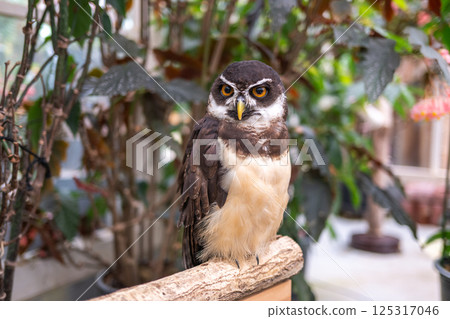 Forest Sage Owl Forest Sage Owl 125317046
