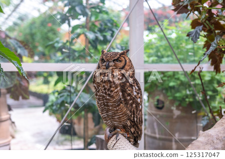 Forest Sage Owl 125317047