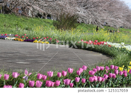 春天公園裡盛開的五彩繽紛的鬱金香花、三色堇花和櫻花 春天公園裡盛開的五彩繽紛的鬱金香花、三色堇花和櫻花 125317059