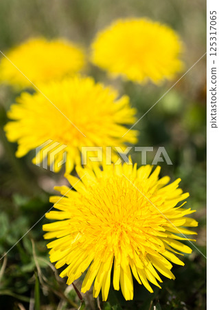 蒲公英講春天 125317065