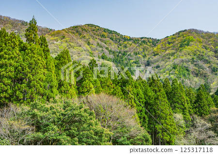滋賀縣長濱市湖北地區新綠森林風景 125317118