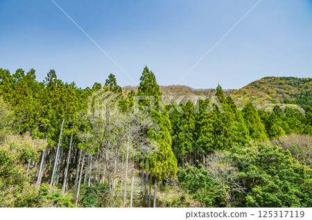 Fresh green forest scenery in Kohoku region, Shiga Prefecture, Nagahama City Fresh green forest scenery in Kohoku region, Shiga Prefecture, Nagahama City 125317119