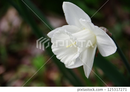 白花圖片 1010327 白花圖片 1010327 125317271