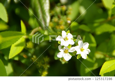 White flower images 1010313 125317286
