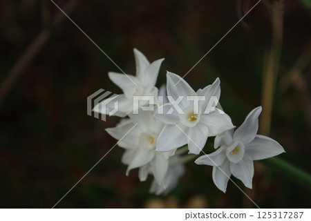 White flower images 1010312 125317287