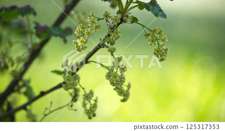 Close-up of delicate currant blossoms in early spring, with a soft green background. 125317353