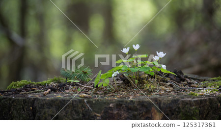Common wood sorrel flowers blooming brightly on a weathered tree stump in the forest. 125317361