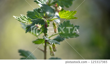 Close-up of gooseberry plant, showcasing fresh buds and vibrant green leaves in sunlight. Close-up of gooseberry plant, showcasing fresh buds and vibrant green leaves in sunlight. 125317365