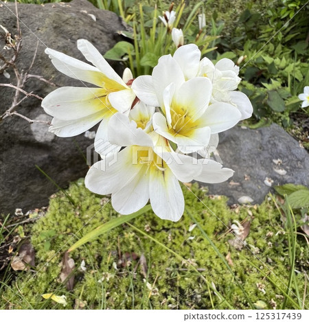 白水仙、白水仙鳶尾花、白紫花地丁花 白水仙、白水仙鳶尾花、白紫花地丁花 125317439