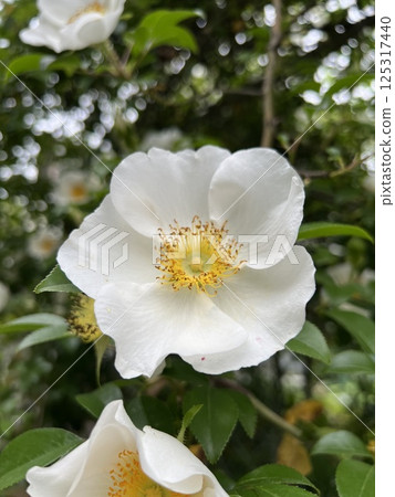 White rose, single rose, single white rose flower White rose, single rose, single white rose flower 125317440