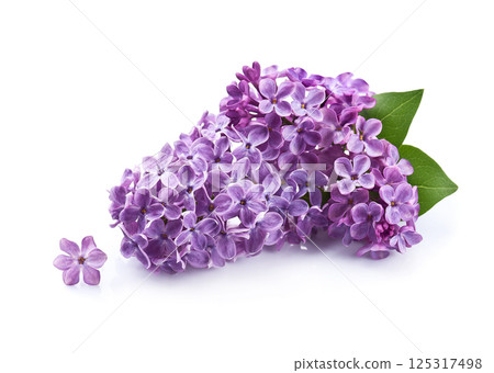 Lilac flower on white backgrounds 125317498