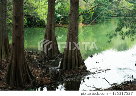 Tree reflected on the surface of the water 125317527