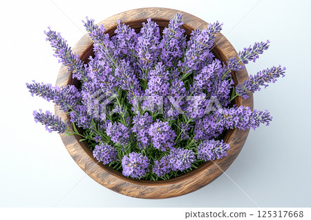 Close-up of a potted lavender plant with purple flowers on a white background. Herb bush is grow in ceramic pot. Top view Close-up of a potted lavender plant with purple flowers on a white background. Herb bush is grow in ceramic pot. Top view 125317668