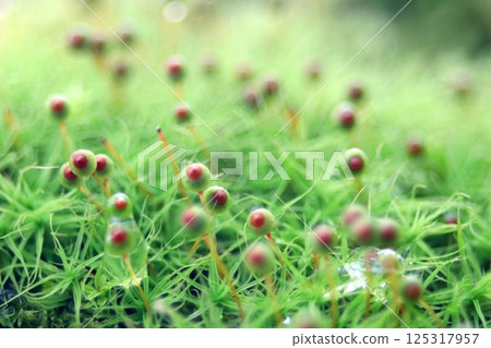 Egg moss in Satoyama Egg moss in Satoyama 125317957