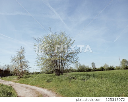 birch tree on a rural road 125318072