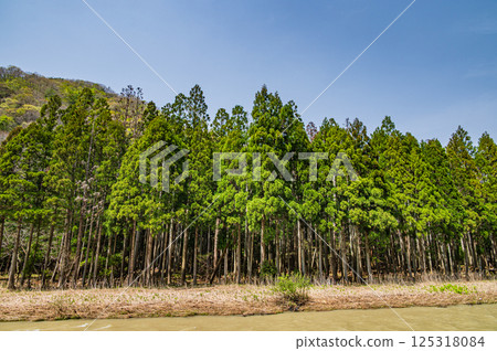 Coniferous forest along the Takatoki River, Nagahama City 125318084
