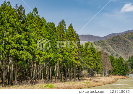 Coniferous forest along the Takatoki River, Nagahama City 125318085
