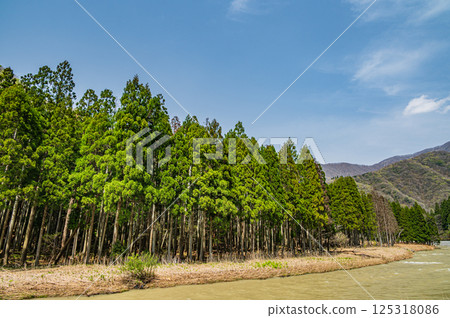 Coniferous forest along the Takatoki River, Nagahama City Coniferous forest along the Takatoki River, Nagahama City 125318086