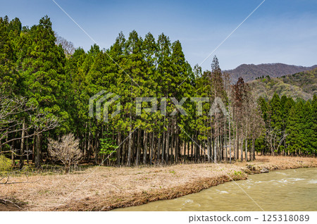 長濱市高時川沿岸的針葉林 125318089