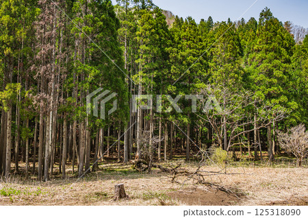 長濱市高時川沿岸的針葉林 125318090